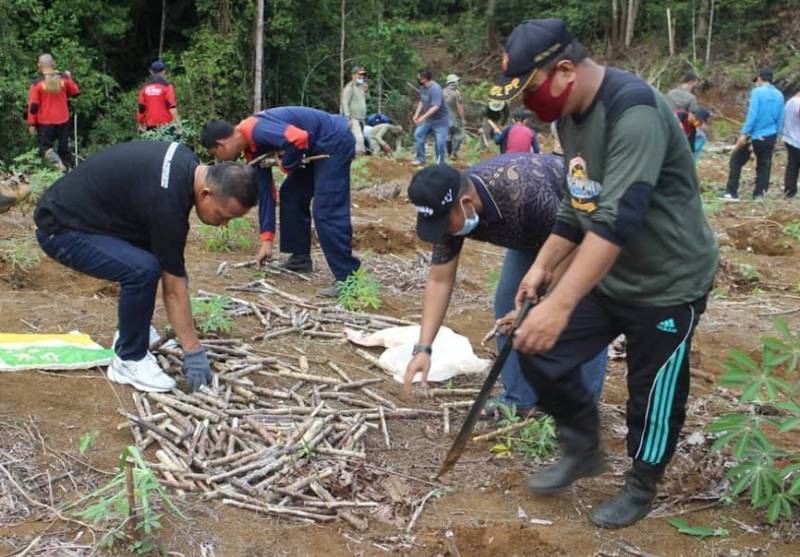 Penanaman Ubi Kayu  Massal dengan Tema  Gemar Menanam 